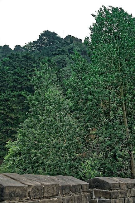 有关中國, 受歡迎的, 森林的免费素材图片