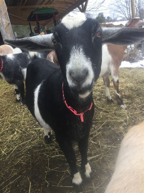 Mini Nubian Goats