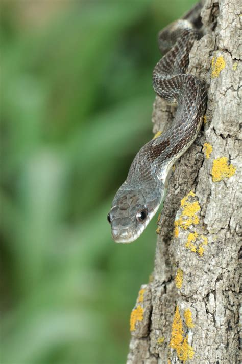 Snake Game Using Python 的图像结果