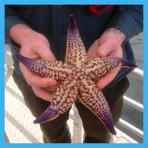 Northern Pacific Seastar – Tauranga Moana Biosecurity Capital Incorporated