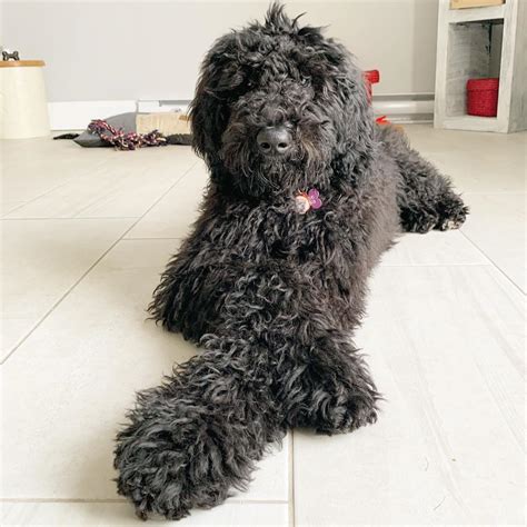 Black goldendoodle complete guide – Artofit