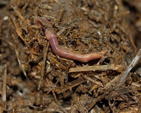 Earthworm Acute Toxicity Tests in Ghaziabad India