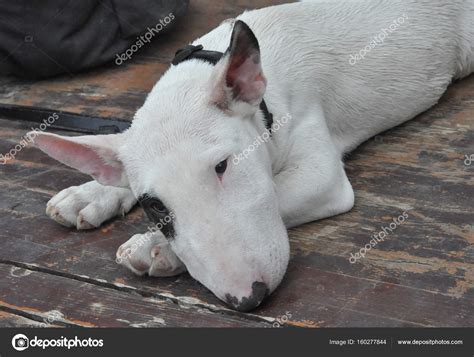 Black And White English Bull Terrier