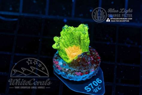 Pectinia Space Invader (WCC)(Filter)-LPS6_250609_075