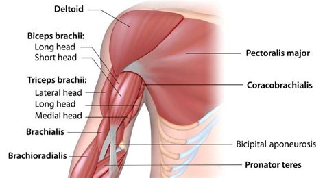 Building Biceps | The Best Exercises for Bigger Biceps - MYPROTEIN™