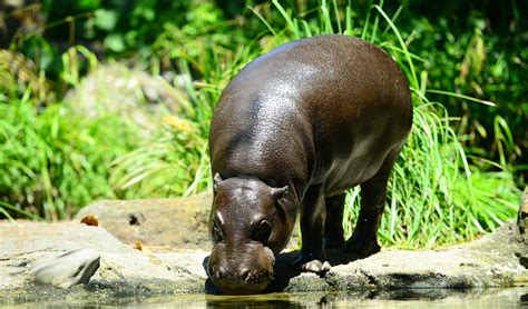 Pygmy hippopotamus facts, distribution & population | BioDB