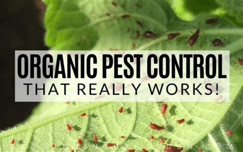 Benefits of Organic Pest Control