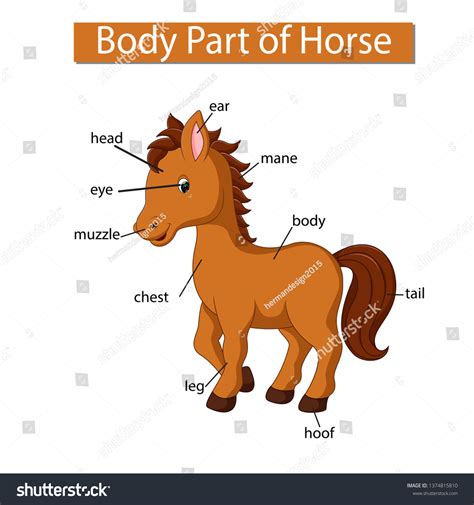 Parts Of The Horse