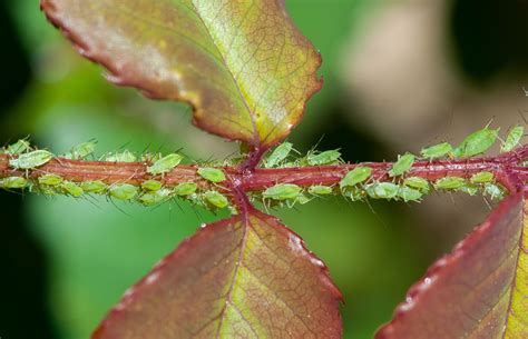 How To Get Rid Of Aphids On Rose Plants at Zane Norine blog