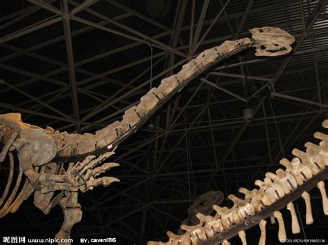恐龙化石 库存图片. 图片 包括有 脊椎, 恐龙, 通配, 侏罗纪, 题头, 挖掘, 骨头的, 化石, 石头 - 4897241
