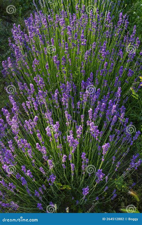 Lavender Plants in the Garden Stock Photo - Image of bloom, aromatic ...