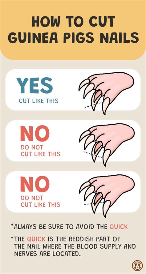 Step-by-Step Guide on How to Cut Your Guinea Pig's Nails | GuineaDad | Guinea pigs, Guinea pig ...