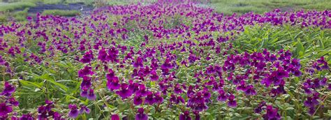 Kas Plateau Committee Website