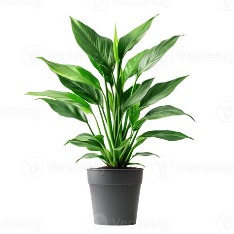 Aspidistra Elatior plant front view isolate on transparency background ...