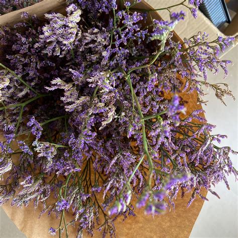 Limonium : Dried Flowers – The Style Salad