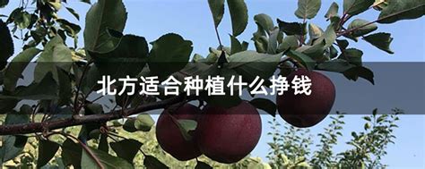 黄柏树能在北方种植吗-行业新闻-中国花木网