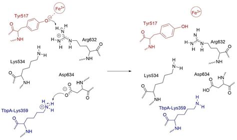 Computational Insights into Iron Coordination Disruption in the Human ...