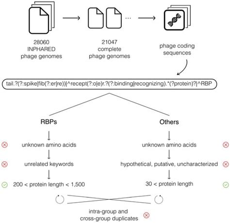 Identification of Phage Receptor-Binding Protein Sequences with Hidden ...
