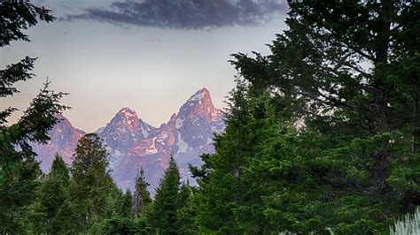 Download wallpaper 2560x1440 flowers, field, trees, mountains ...