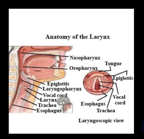 4. Explain how humans produce sound. - Brainly.in