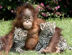 Image result for Baby Animal Friends