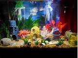 How To Put Decorations In Fish Tank at Tristan Gordon blog