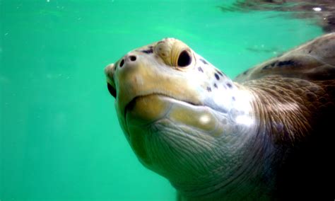 Sea Turtle 的图像结果