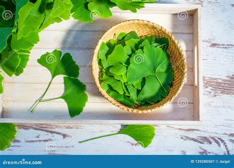 Leaves of the Ginkgo Biloba or Ginko Tree Stock Image - Image of gingko, alternative: 139280507