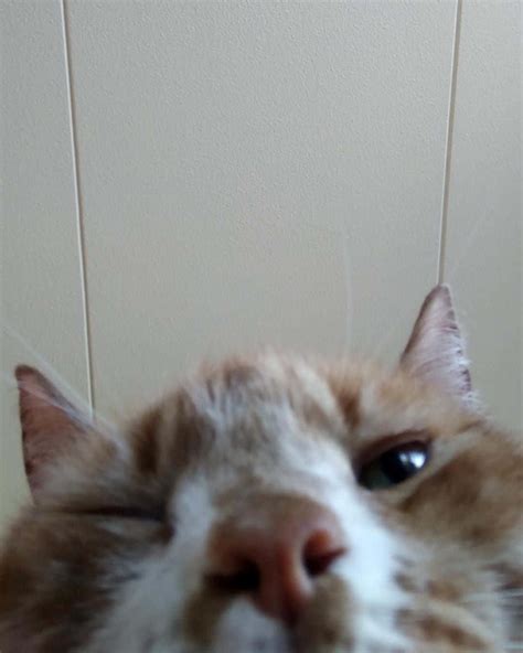 [100+] Funny Discord Profile Pictures | Wallpapers.com