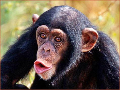 Image result for Monkey Using Computer Meme