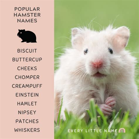 240+ Best Hamster Names (Cute, Funny, and Quirky) - Every Little Name