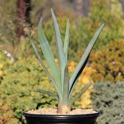 Shop Blue agave 'Tequila Plant' Agave Tequilana - Care and Info ...