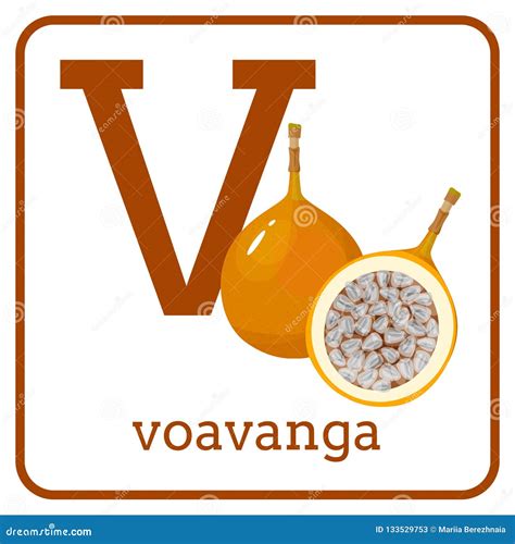 Un Alfabeto Con Las Frutas Lindas, Voavanga De La Letra V Ilustración ...