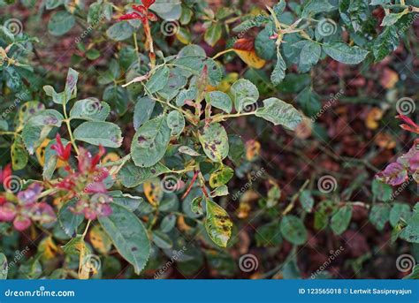 Plant Disease, Fungal Leaves Spot Disease on Roses Causes the Damage on ...