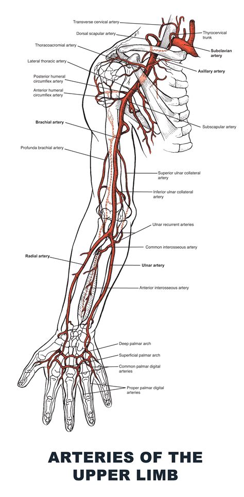 Arm Anatomy Veins And Arteries at Mason Duckworth blog