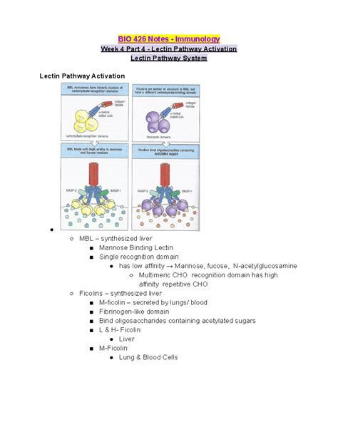 Image result for Lectin Pathway Animation