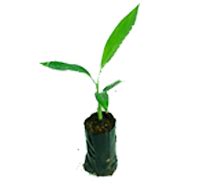 Sri Nandi Biotech - G9 Banana Plants, Yelakki Plants