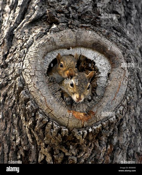 Grey squirrel with young in a hollow tree nest Stock Photo - Alamy