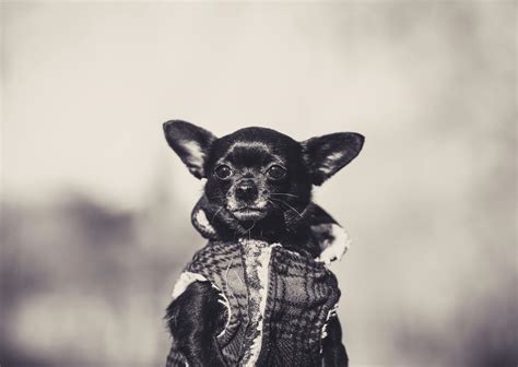 Unveiling the Truth: Are Chihuahuas Mexican Origins Revealed