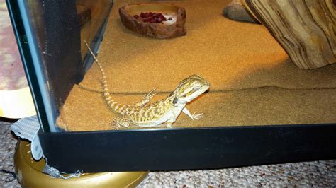 Bearded Dragon Tile Floor – Flooring Tips