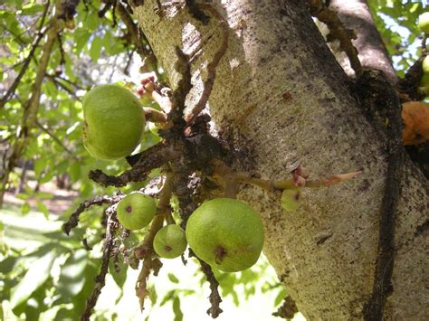 Ficus racemosa Seeds - 1 Kg – ChhajedGarden.com