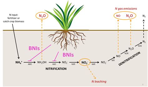 Nitrates in Belgian soils: What if plants had a bigger role to play?