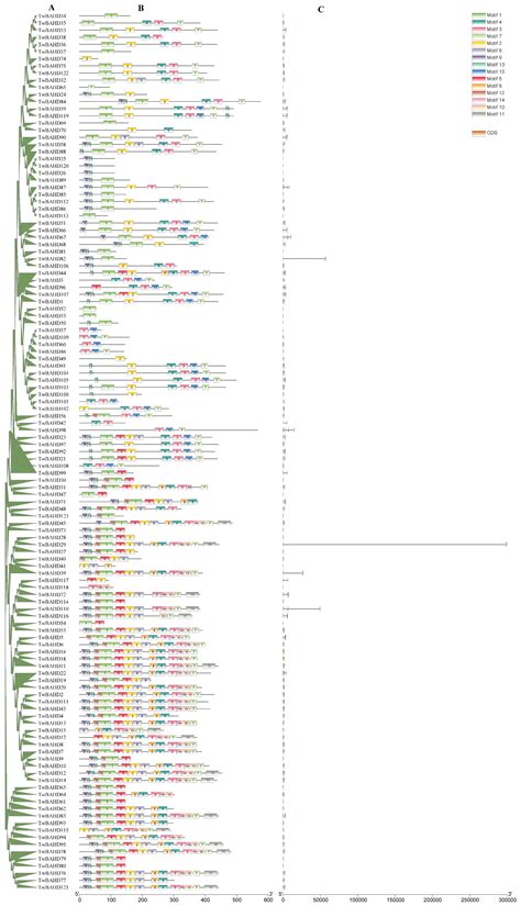 Genome-Wide Identification and Expression Pattern Analysis of BAHD ...