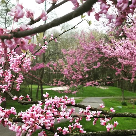 Wedding Gallery - Apple Greens Golf Course