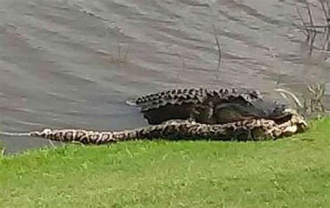 Image result for Python Eating an Alligator