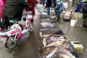本地农村最大的淡水鱼市场为啥大鱼好卖？鲢鱼草鱼八九斤太平常