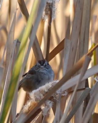 Swamp Sparrow « Whooping Crane Festival