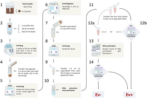 PCR Lab Setup 的图像结果