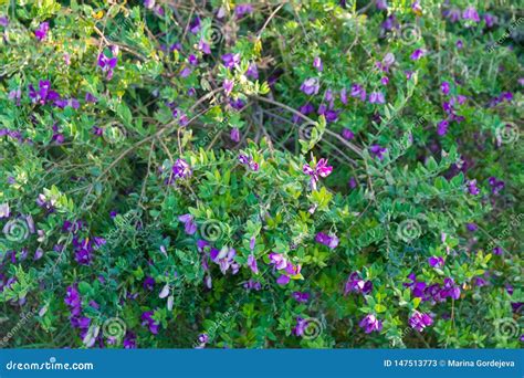 Bushes with Small Purple Flowers Stock Image - Image of bloom, color ...