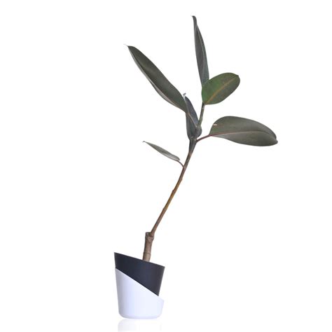 Rubber fig Indoor Plant With Self Watering Pot – Nainileaf